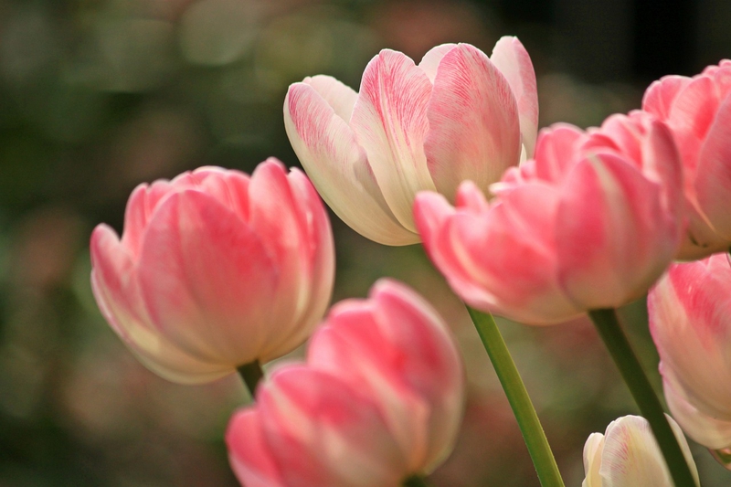 Nền, hình nền, hoa, hoa lá, flower, hoa tulip, tulip - cocoparisienne