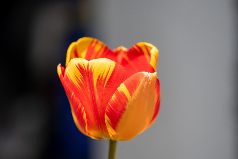 Nền, hình nền, hoa, hoa lá, flower, hoa tulip, tulip - dendoktoor