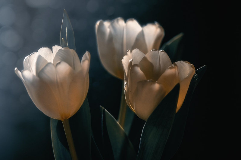 Nền, hình nền, hoa, hoa lá, flower, hoa tulip, tulip - IdaT