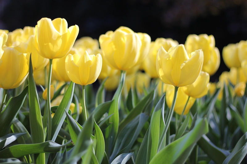 Nền, hình nền, hoa, hoa lá, flower, hoa tulip, tulip - kmerriman