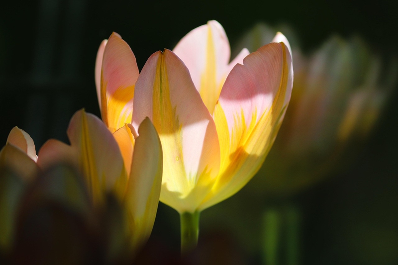 Nền, hình nền, hoa, hoa lá, flower, hoa tulip, tulip - manfredrichter