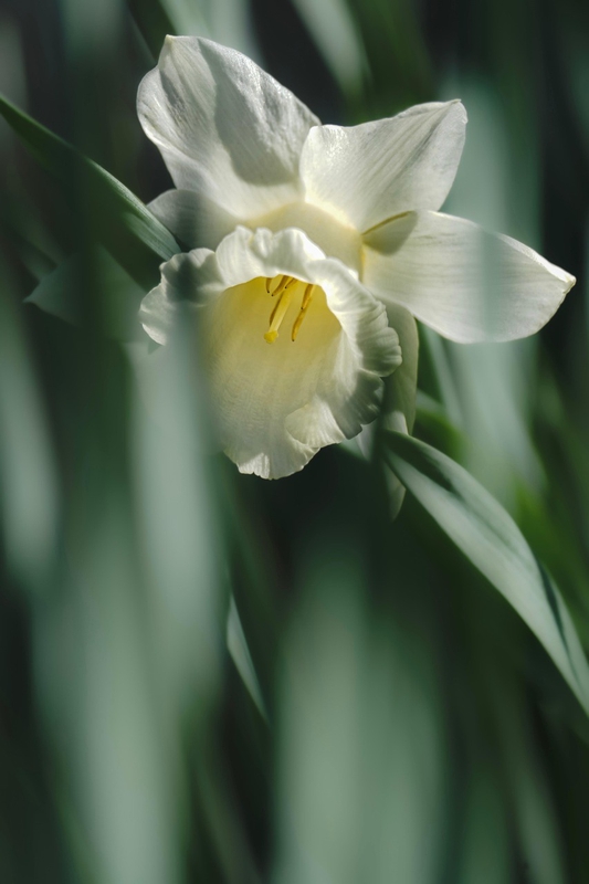 Nền, hình nền, hoa, hoa lá, flower, hoa tulip, tulip - mariya_m