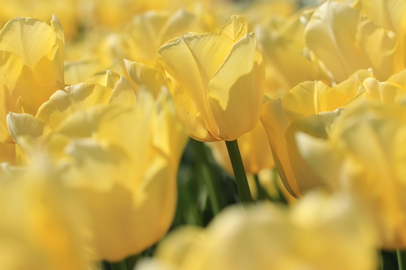 Nền, hình nền, hoa, hoa lá, flower, hoa tulip, tulip - Marjonhorn