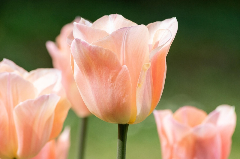Nền, hình nền, hoa, hoa lá, flower, hoa tulip, tulip - minka2507 1