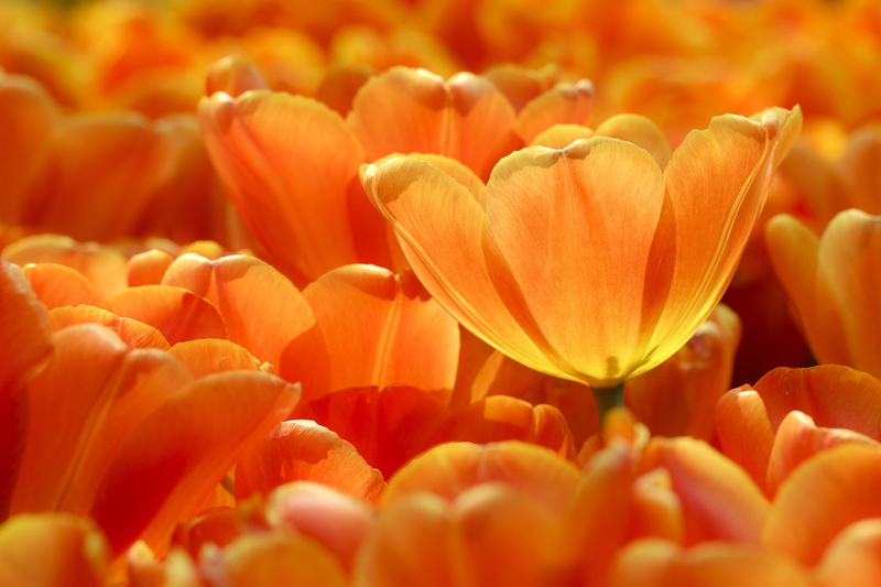 Nền, hình nền, hoa, hoa lá, flower, hoa tulip, tulip - pkong88