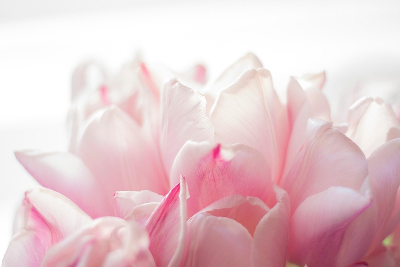 Nền, hình nền, hoa, hoa lá, flower, hoa tulip, tulip - svetlanabar