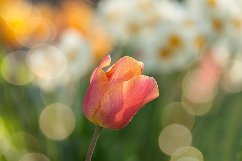 Nền, hình nền, hoa, hoa lá, flower, hoa tulip, tulip - tulip-2189317_1280