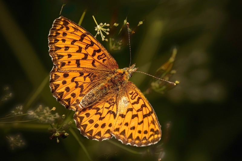 ng vật, animal, bươm bướm, butterfly - Erik_Karits