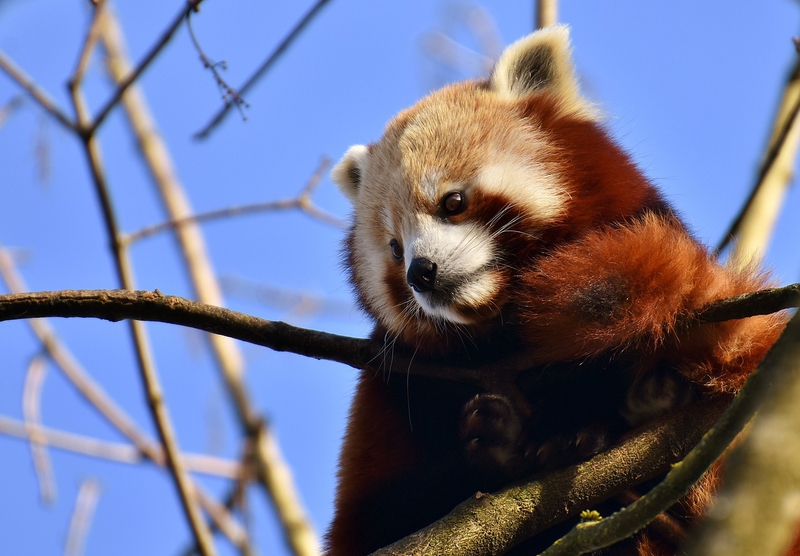 ng vật, animal, gấu trúc đỏ - Alexas_Fotos (2)