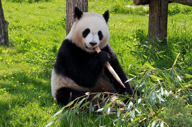 ng vật, animal, gấu trúc, panda - orythys