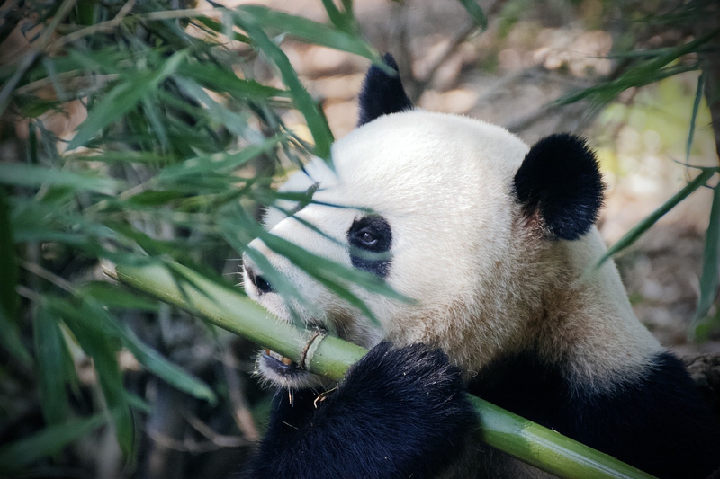 ng vật, animal, gấu trúc, panda - qgadrian
