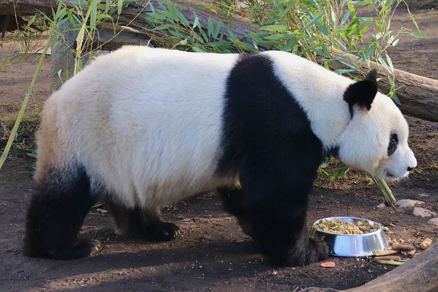 ng vật, animal, gấu trúc, panda - veverkolog