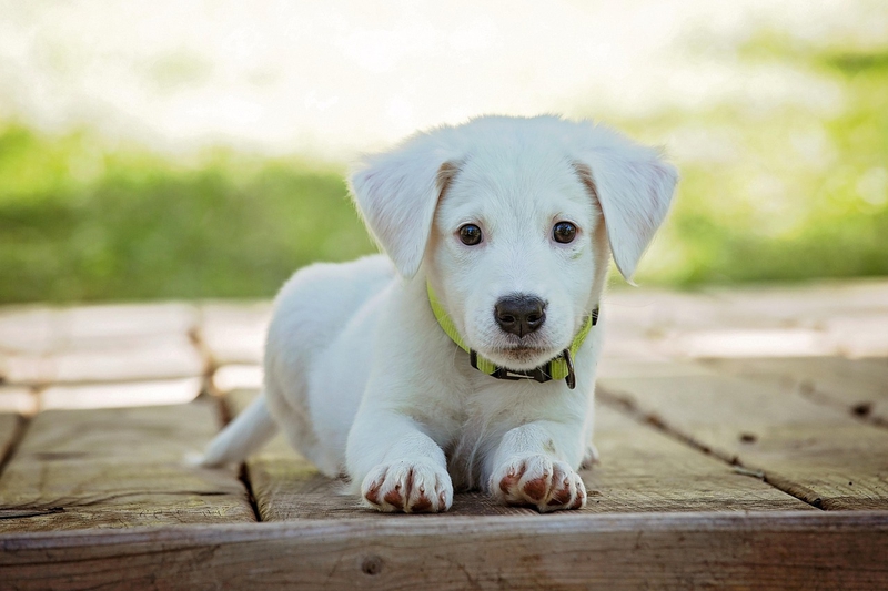ng vật, animal, pet, thú cưng, chó, cún, dog, puppy 2