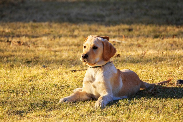 ng vật, animal, pet, thú cưng, chó, cún, dog, puppy - Andre-H 1