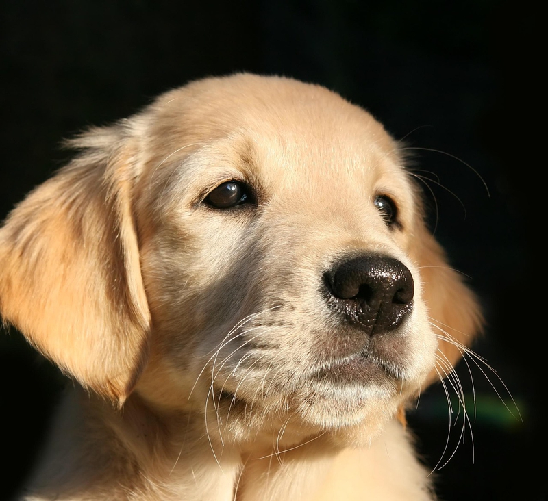 ng vật, animal, pet, thú cưng, chó, cún, dog, puppy - Chiemsee2024 (3)
