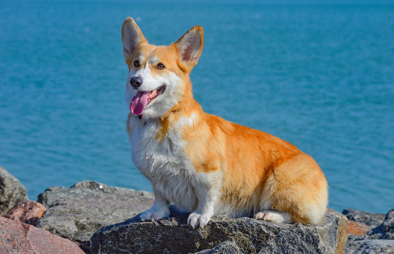ng vật, animal, pet, thú cưng, chó, cún, dog, puppy, corgi - ElfinFox (1)