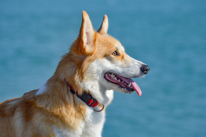 ng vật, animal, pet, thú cưng, chó, cún, dog, puppy, corgi - ElfinFox (2)