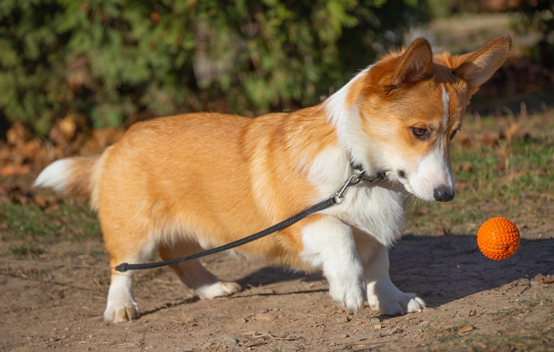 ng vật, animal, pet, thú cưng, chó, cún, dog, puppy, corgi - ElfinFox (3)