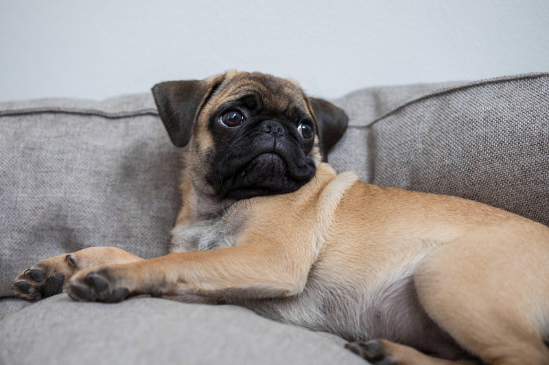 ng vật, animal, pet, thú cưng, chó, cún, dog, puppy - designerpoint