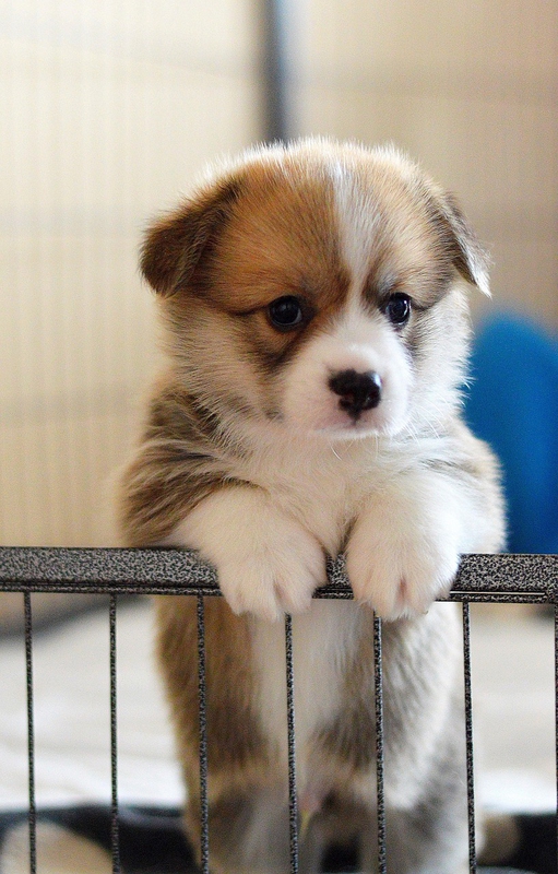 ng vật, animal, pet, thú cưng, chó, cún, dog, puppy - ElfinFox