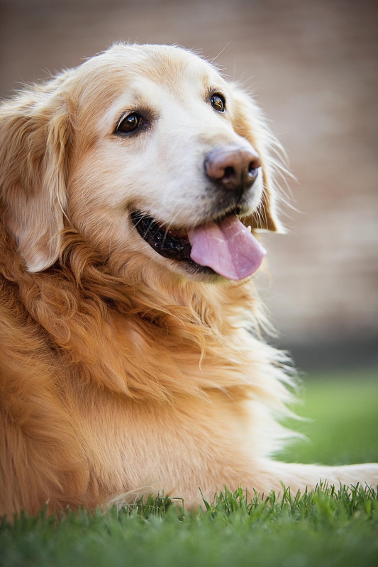 ng vật, animal, pet, thú cưng, chó, cún, dog, puppy - florcitab