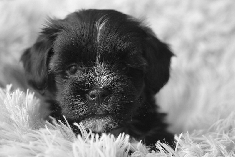 ng vật, animal, pet, thú cưng, chó, cún, dog, puppy - JACLOU-DL (2)