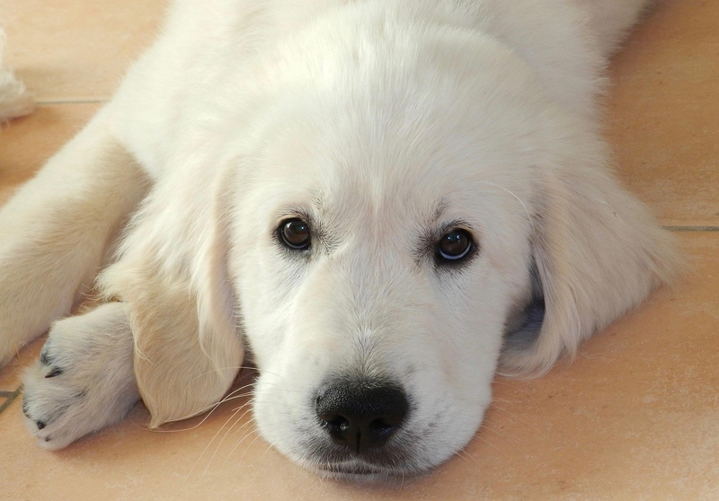 ng vật, animal, pet, thú cưng, chó, cún, dog, puppy - JACLOU-DL (3)