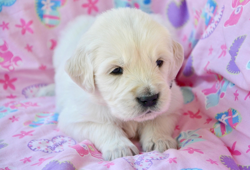ng vật, animal, pet, thú cưng, chó, cún, dog, puppy - JACLOU-DL (5)