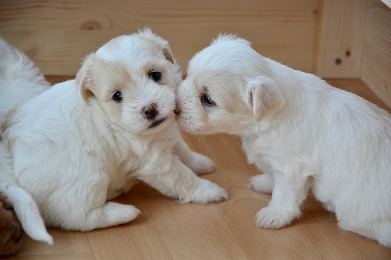 ng vật, animal, pet, thú cưng, chó, cún, dog, puppy - JACLOU-DL (6)