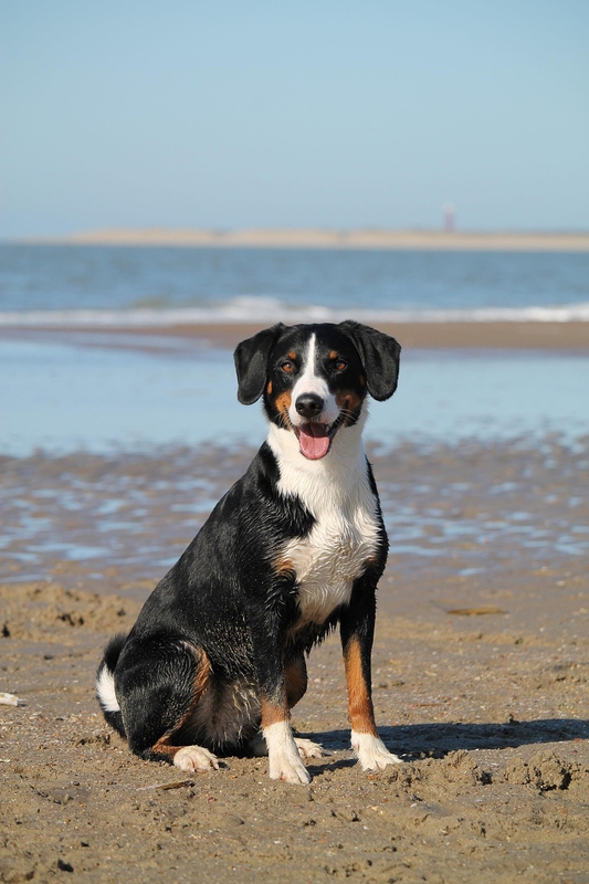ng vật, animal, pet, thú cưng, chó, cún, dog, puppy - Katrinbechtel
