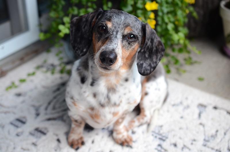 ng vật, animal, pet, thú cưng, chó, cún, dog, puppy - mjimages
