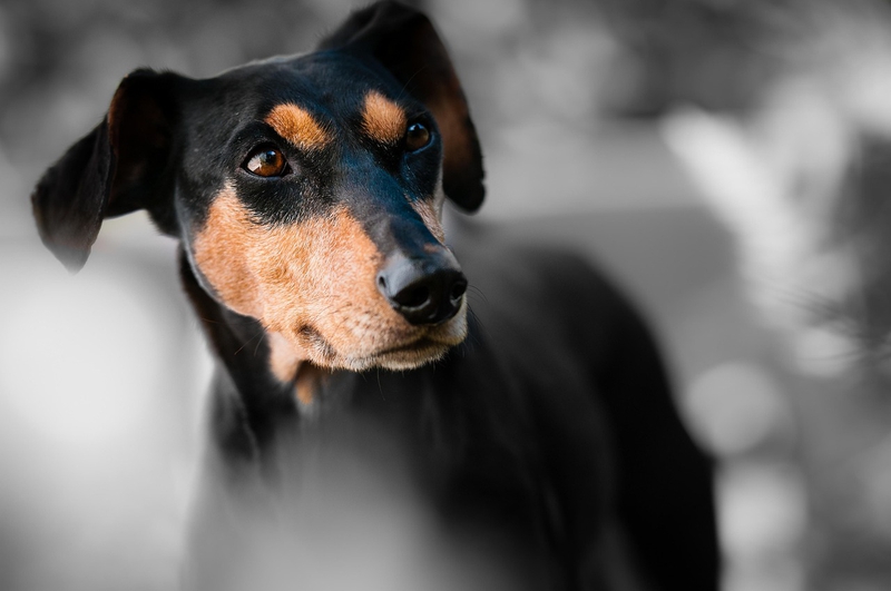 ng vật, animal, pet, thú cưng, chó, cún, dog, puppy - wiggijo