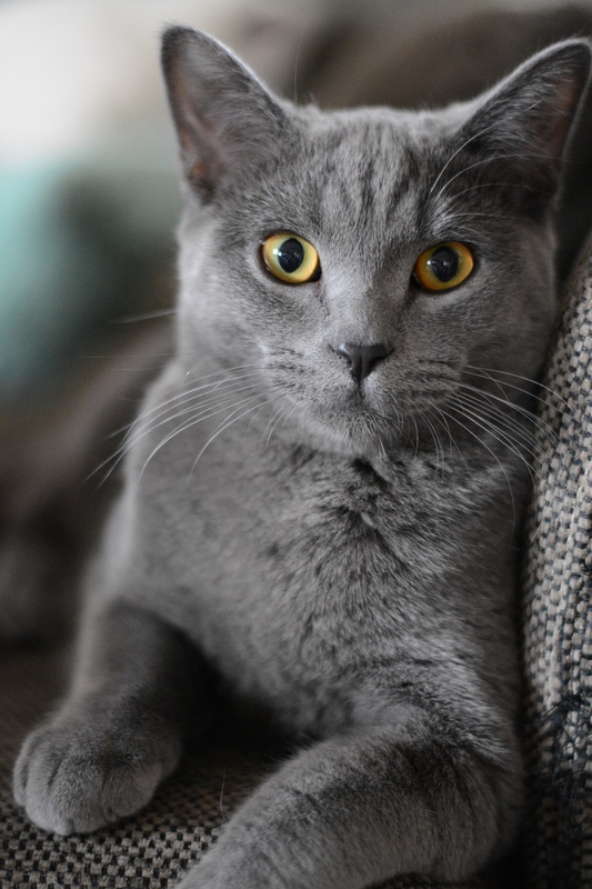 ng vật, animal, pet, thú cưng, mèo, cat 7