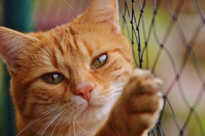 ng vật, animal, pet, thú cưng, mèo, cat - Alexas_Fotos (5)