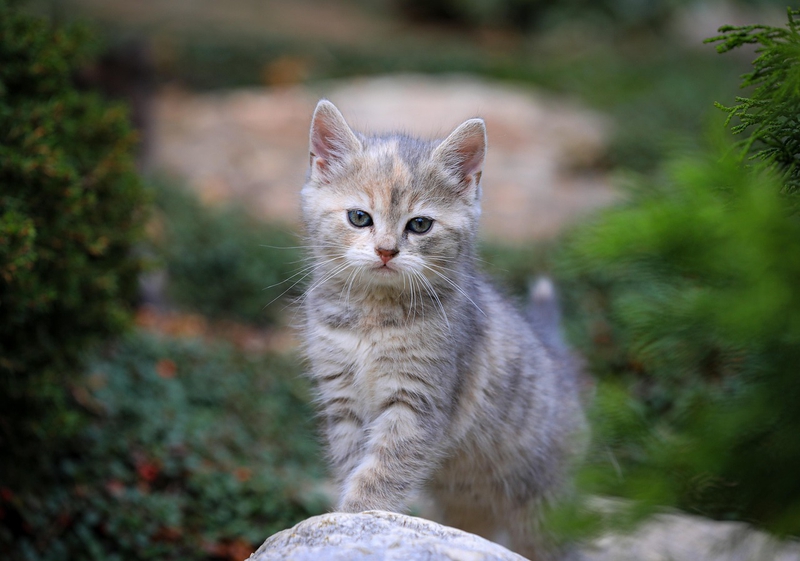 ng vật, animal, pet, thú cưng, mèo, cat - IlonaBurschl