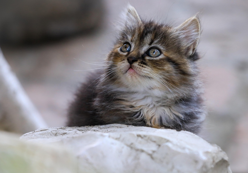 ng vật, animal, pet, thú cưng, mèo, cat - IlonaBurschl (2)
