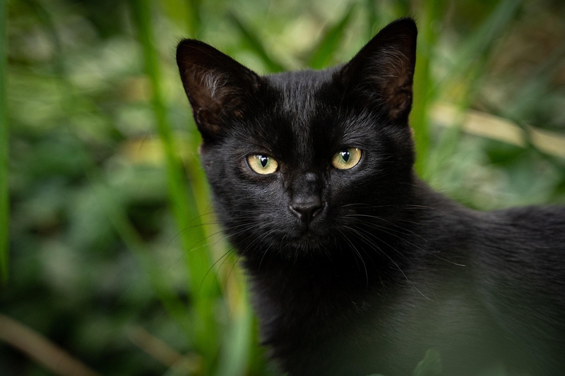 ng vật, animal, pet, thú cưng, mèo, cat - Leuchtturm81