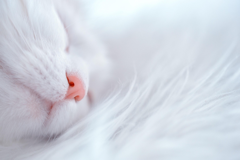 ng vật, animal, pet, thú cưng, mèo, cat - mammela
