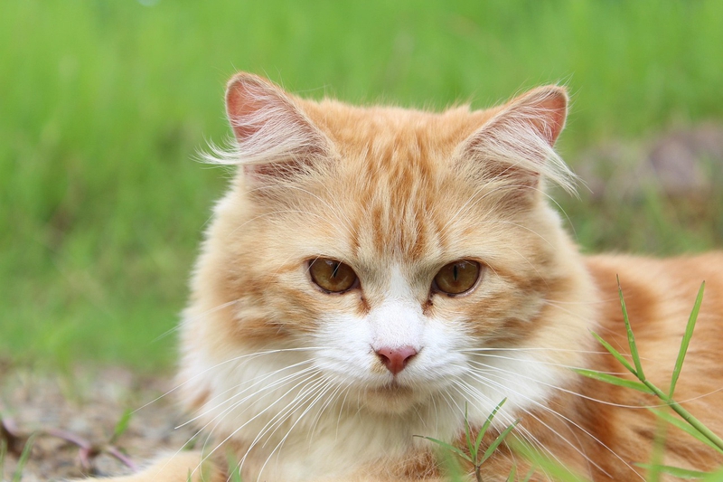 ng vật, animal, pet, thú cưng, mèo, cat, mèo cam -achmadbiz