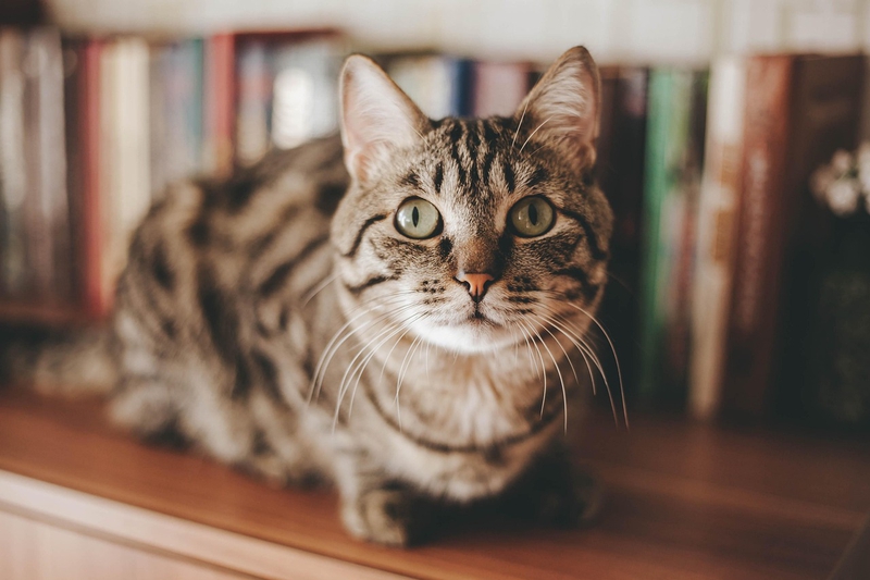ng vật, animal, pet, thú cưng, mèo, cat - mermaidtoon
