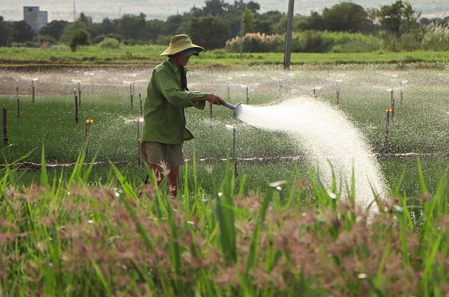 Nông dân, farmer, tưới cây, tưới ruộng, ruộng, cánh đồng, Việt Nam, nền. hình nền -HieuNghiaMini (3)