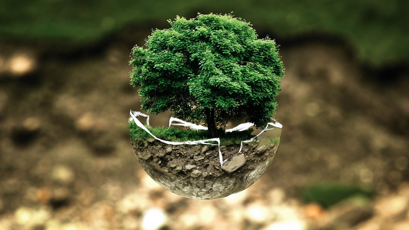 Môi trường, rác thải, tái chế, environment, waste, recycling, cây, tree 4