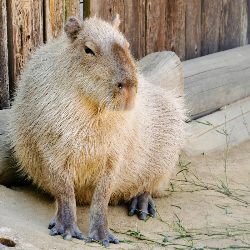 Capybara, chuột lang nước, chuột, animal, động vật