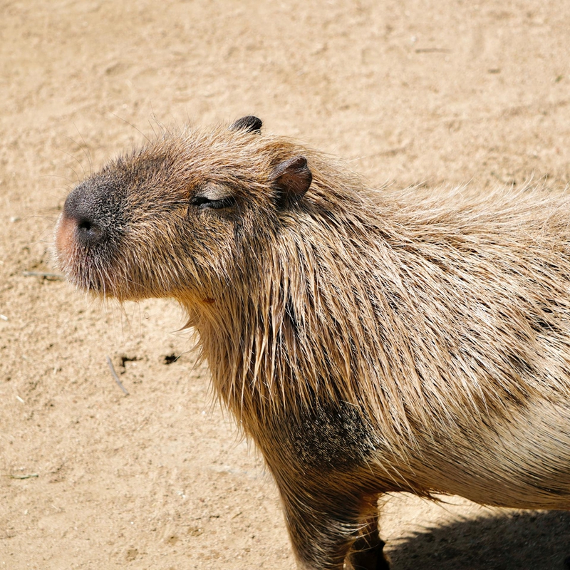 Capybara, chuột lang nước, chuột, animal, động vật 1