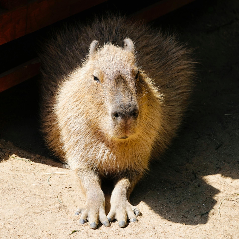 Capybara, chuột lang nước, chuột, animal, động vật 2