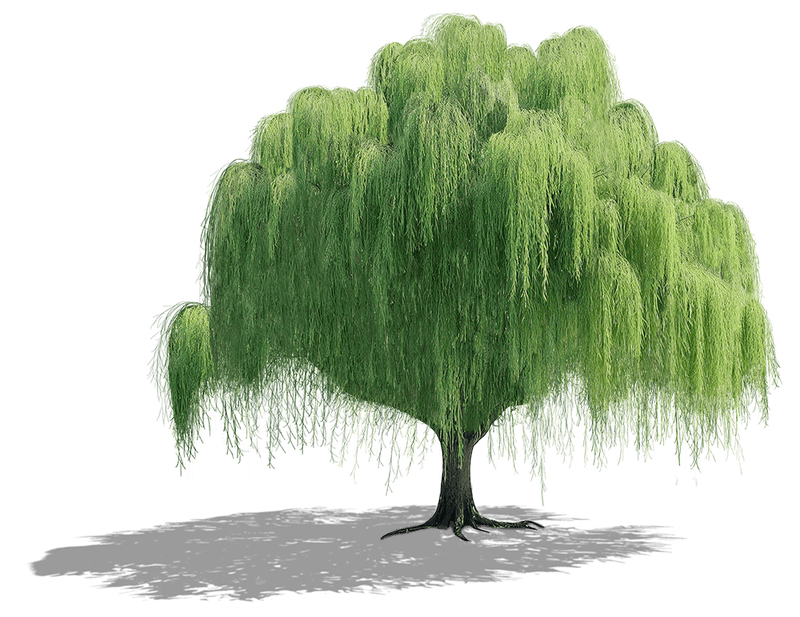 Cây xanh, cây, tree, cỏ, grass, thiên nhiên, natural 6