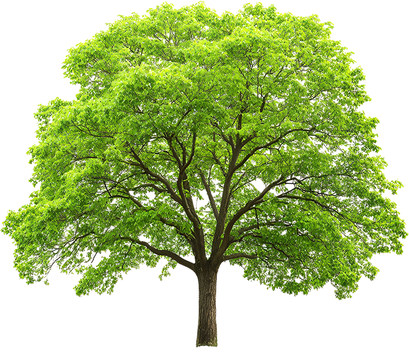 Cây xanh, cây, tree, cỏ, grass, thiên nhiên, natural