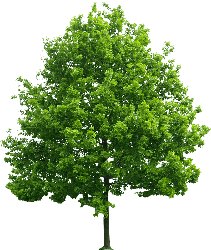 Cây xanh, cây, tree, cỏ, grass, thiên nhiên, natural 3