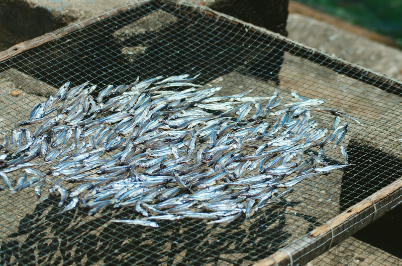 Cá nướng, cá nướng Ba Bể, khô, khô cá, món ăn Việt Nam, Việt Nam, ẩm thực, food - Junpire Nguyen