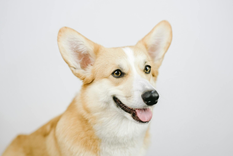 Chó Corgi, corgi dog, chó, dog, thú cưng, pet, vật nuôi, domestic animal, động vật, animal, dễ thương, cute, lông, fur - Alina Skazka